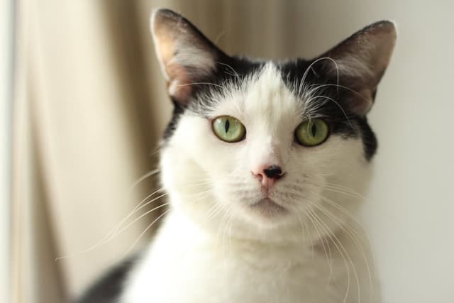 Chat adopté par Nine Lives Paris