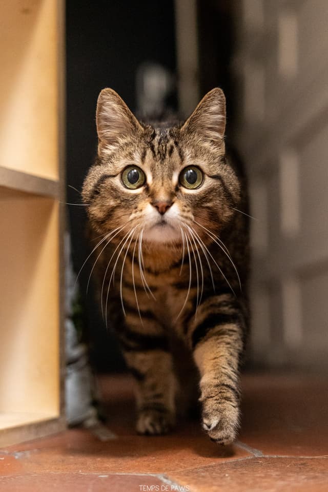 Chat adopté par Nine Lives Paris