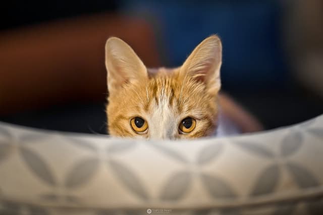 Chat adopté par Nine Lives Paris