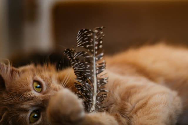 Chat adopté par Nine Lives Paris