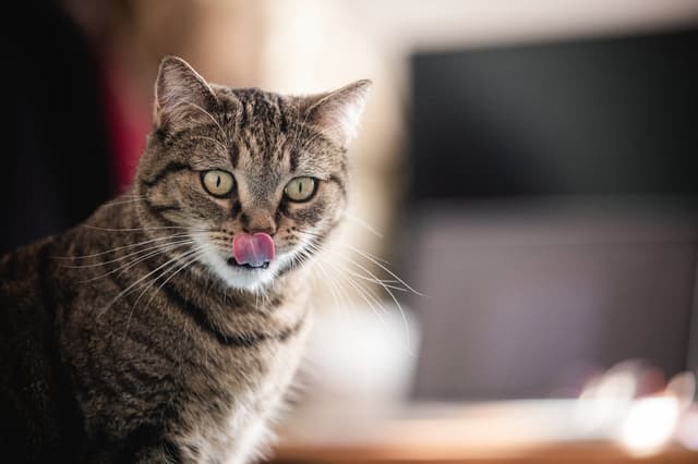 Chat adopté par Nine Lives Paris