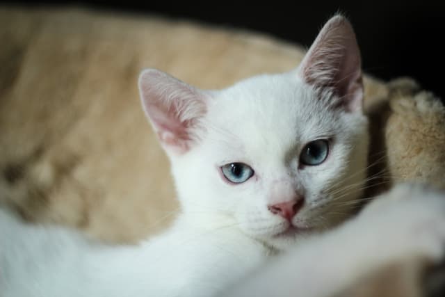 Chat adopté par Nine Lives Paris