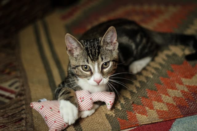 Chat adopté par Nine Lives Paris