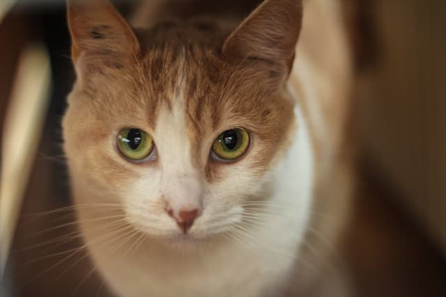 Chat adopté par Nine Lives Paris