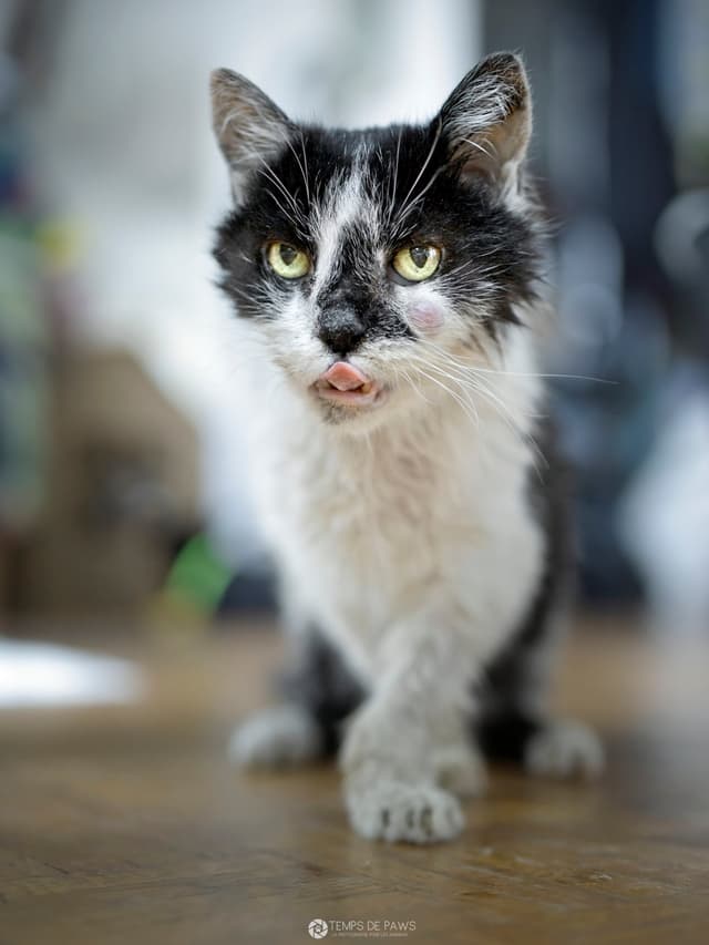 Chat adopté par Nine Lives Paris