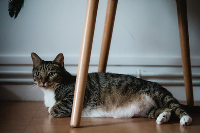 Chat adopté par Nine Lives Paris