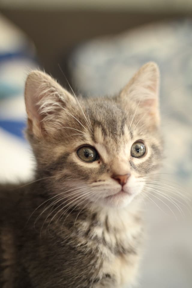 Chat adopté par Nine Lives Paris