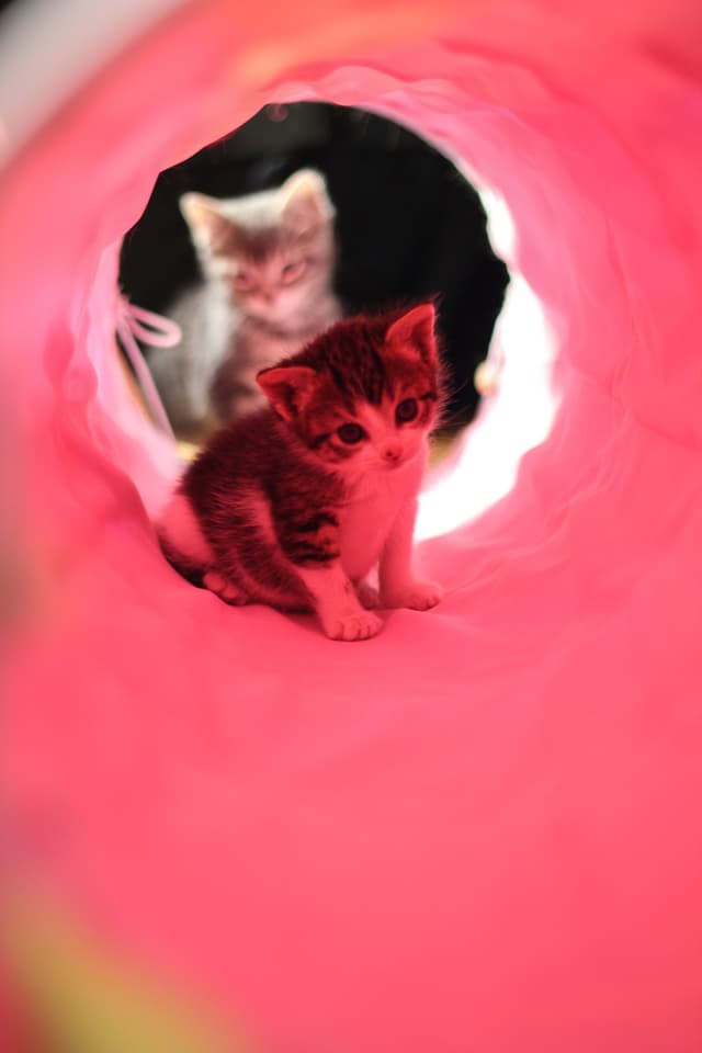 Chat adopté par Nine Lives Paris