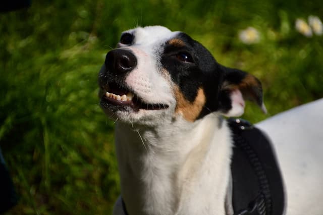 Chat adopté par Nine Lives Paris