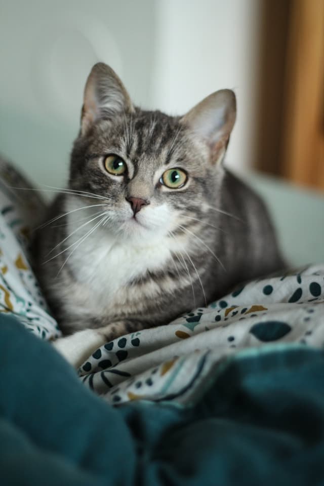 Chat adopté par Nine Lives Paris