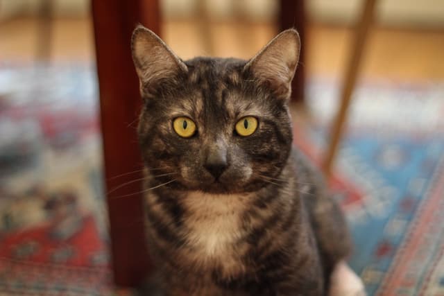 Chat adopté par Nine Lives Paris