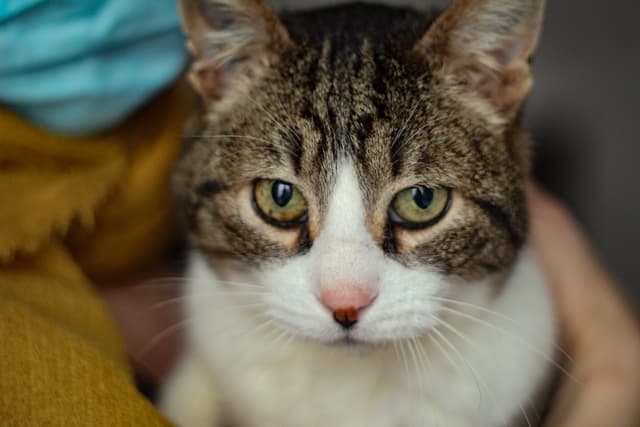 Chat adopté par Nine Lives Paris