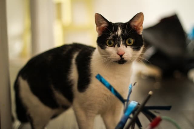 Chat adopté par Nine Lives Paris