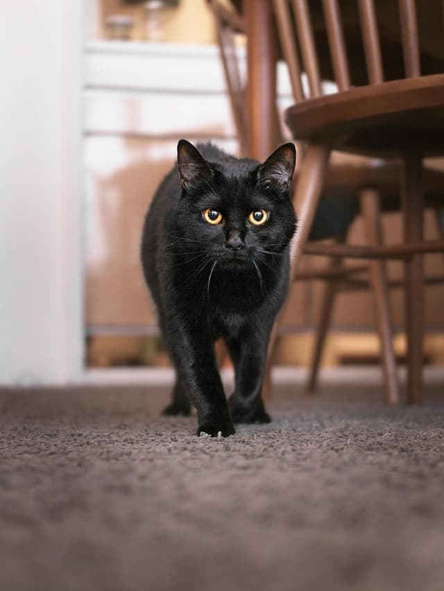 Chat adopté par Nine Lives Paris