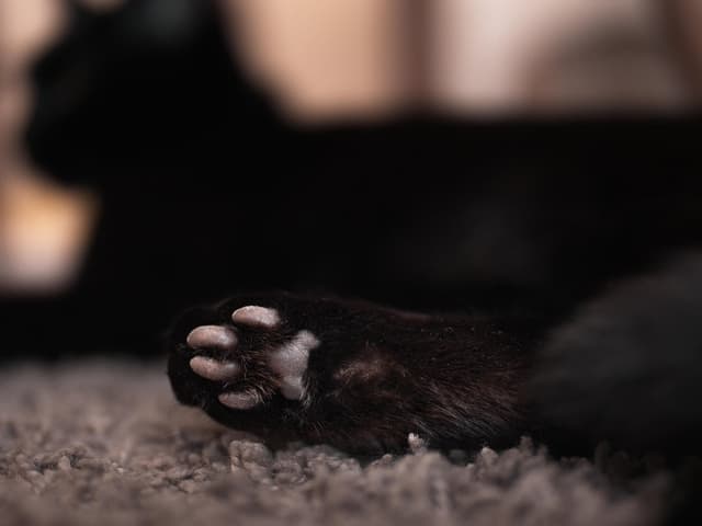 Chat adopté par Nine Lives Paris