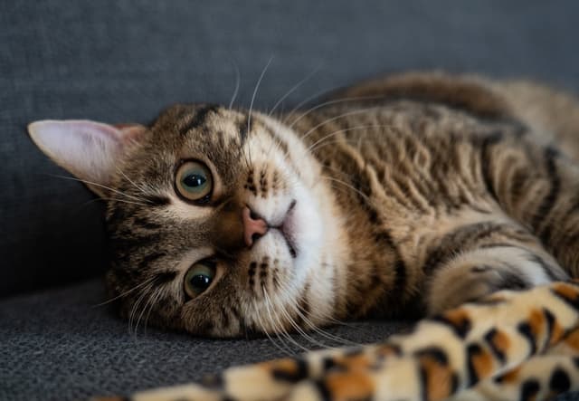 Chat adopté par Nine Lives Paris