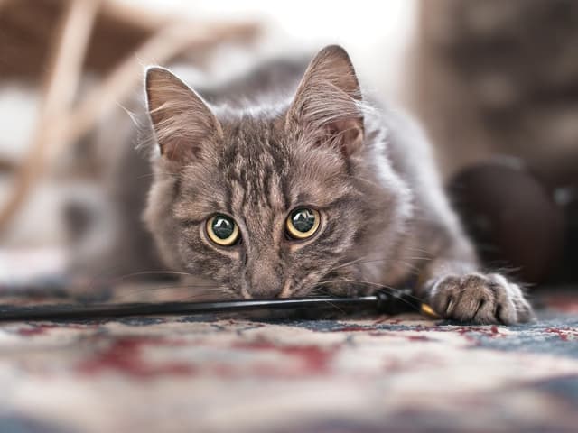 Chat adopté par Nine Lives Paris