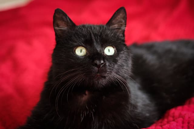 Chat adopté par Nine Lives Paris