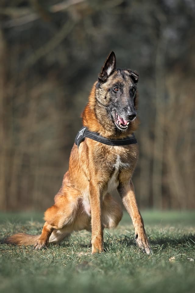 Chat adopté par Nine Lives Paris