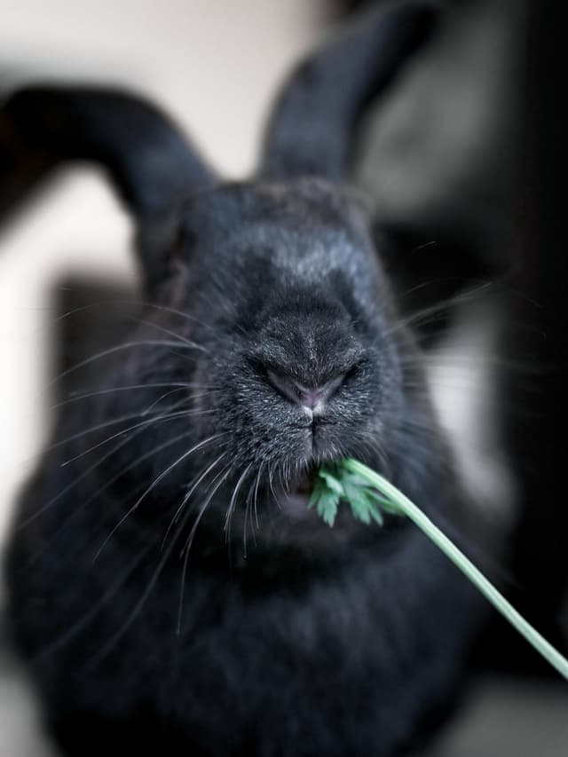 Chat adopté par Nine Lives Paris