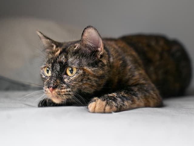 Chat adopté par Nine Lives Paris