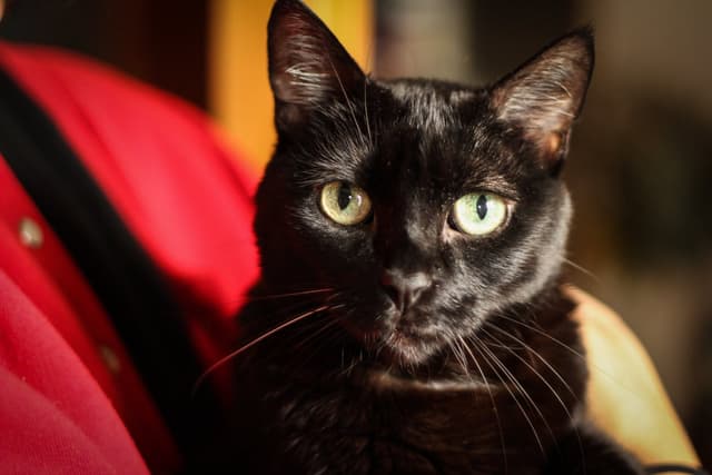 Chat adopté par Nine Lives Paris