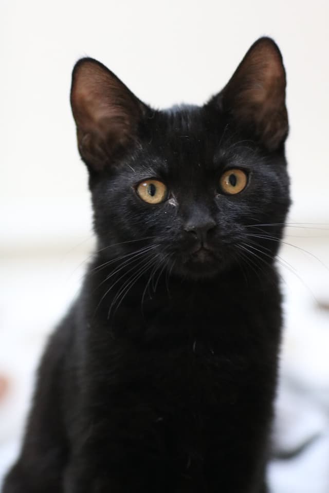 Chat adopté par Nine Lives Paris