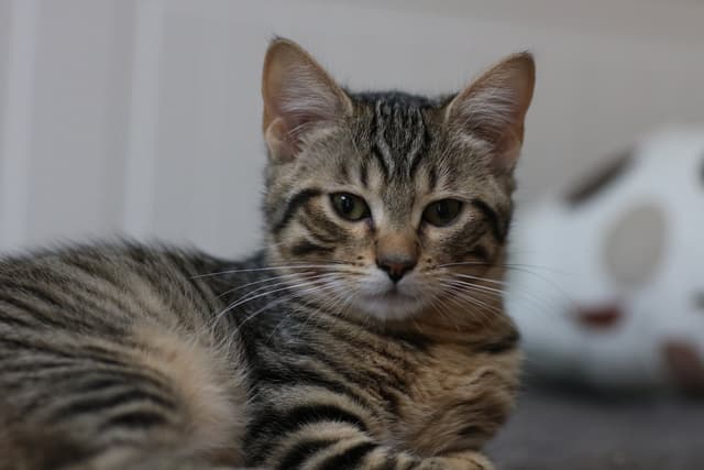 Chat adopté par Nine Lives Paris