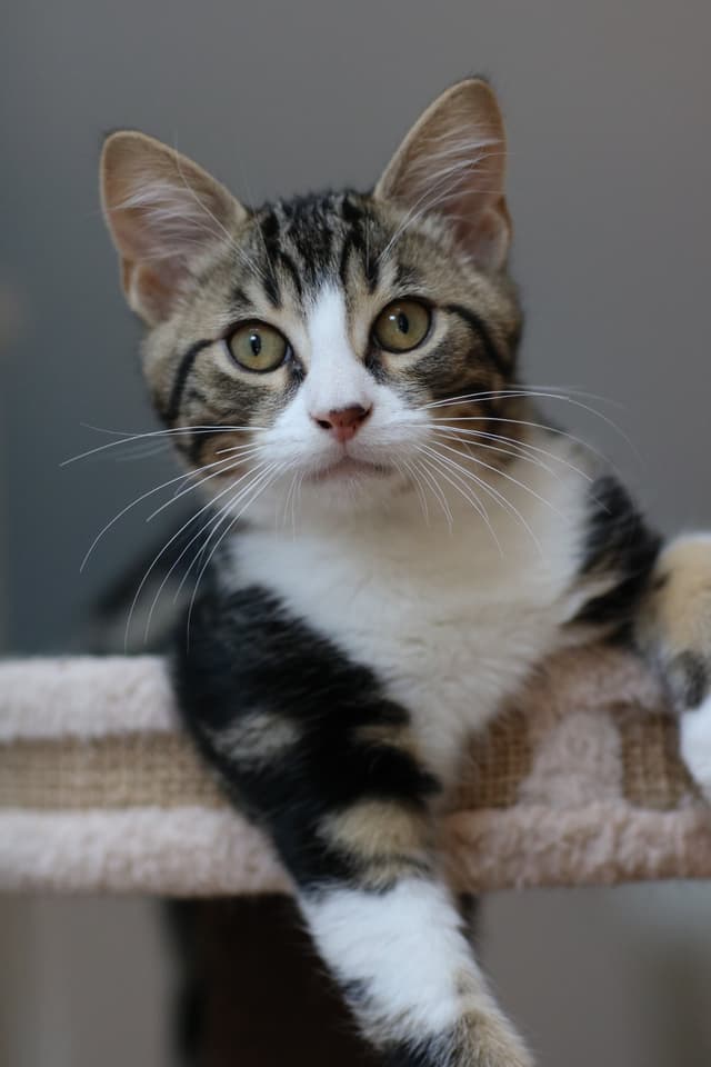 Chat adopté par Nine Lives Paris