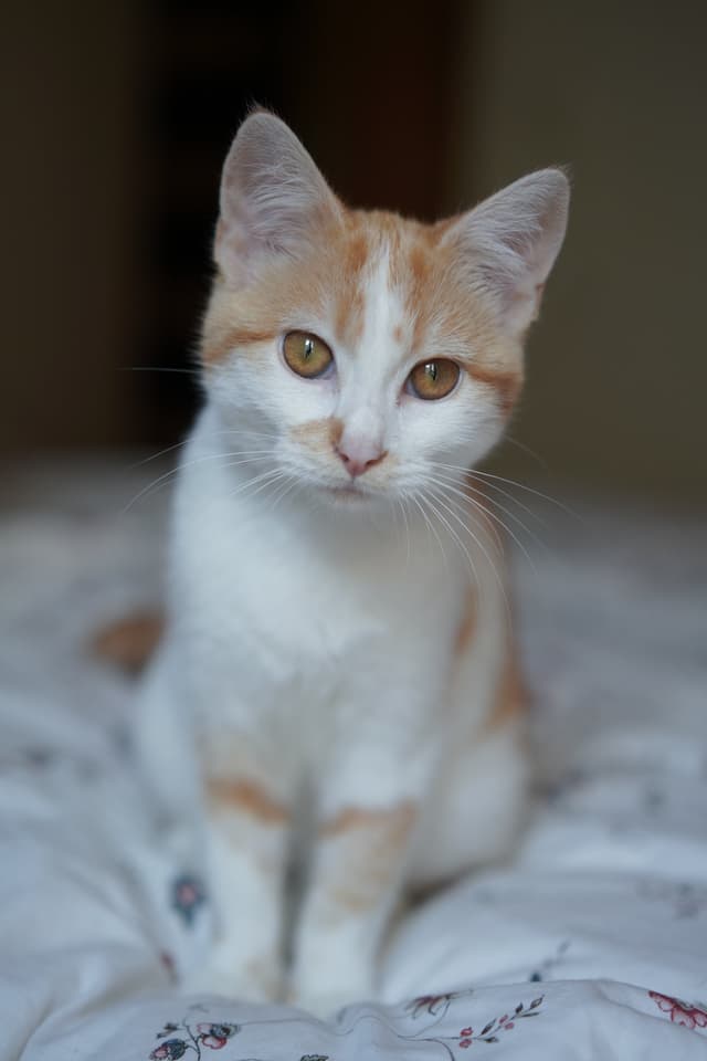 Chat adopté par Nine Lives Paris