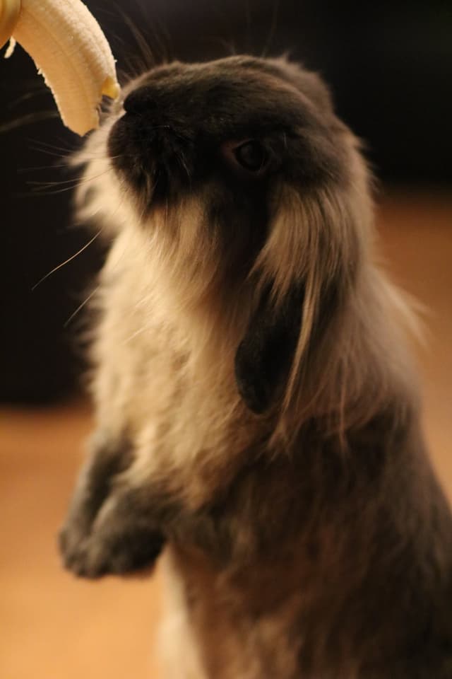 Chat adopté par Nine Lives Paris