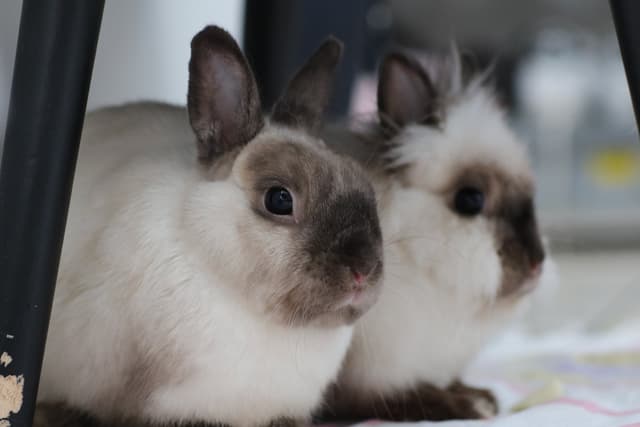 Chat adopté par Nine Lives Paris