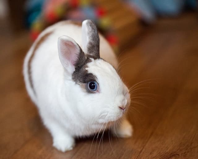 Chat adopté par Nine Lives Paris