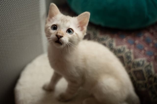 Chat adopté par Nine Lives Paris