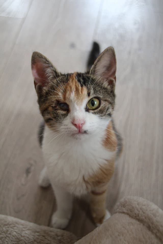 Chat adopté par Nine Lives Paris