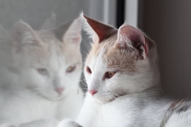 Chat adopté par Nine Lives Paris