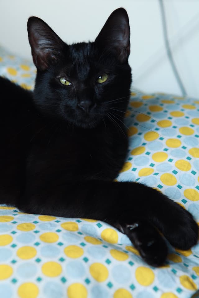 Chat adopté par Nine Lives Paris