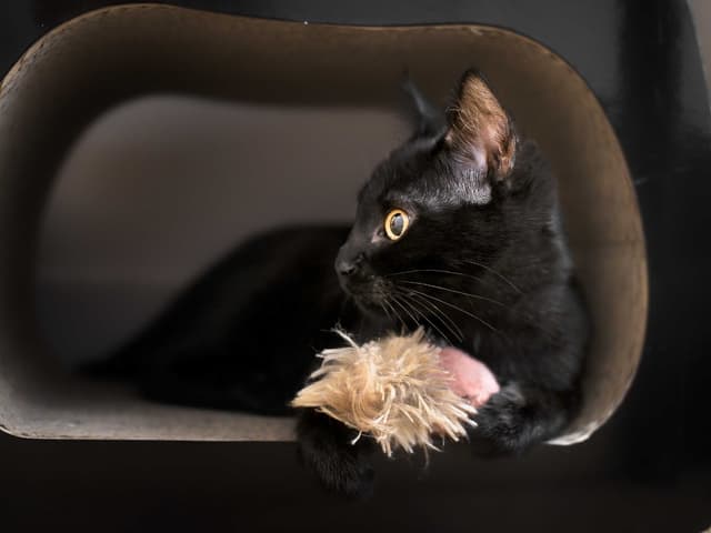 Chat adopté par Nine Lives Paris