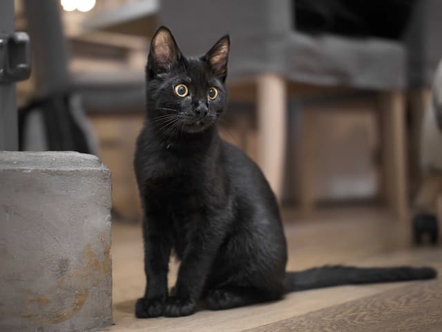 Chat adopté par Nine Lives Paris