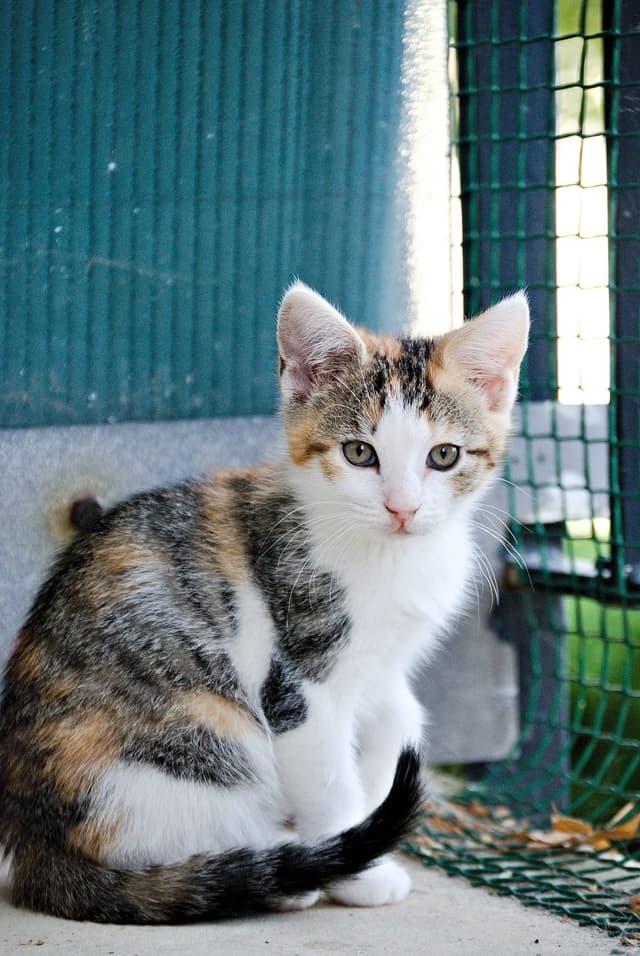 Chat adopté par Nine Lives Paris