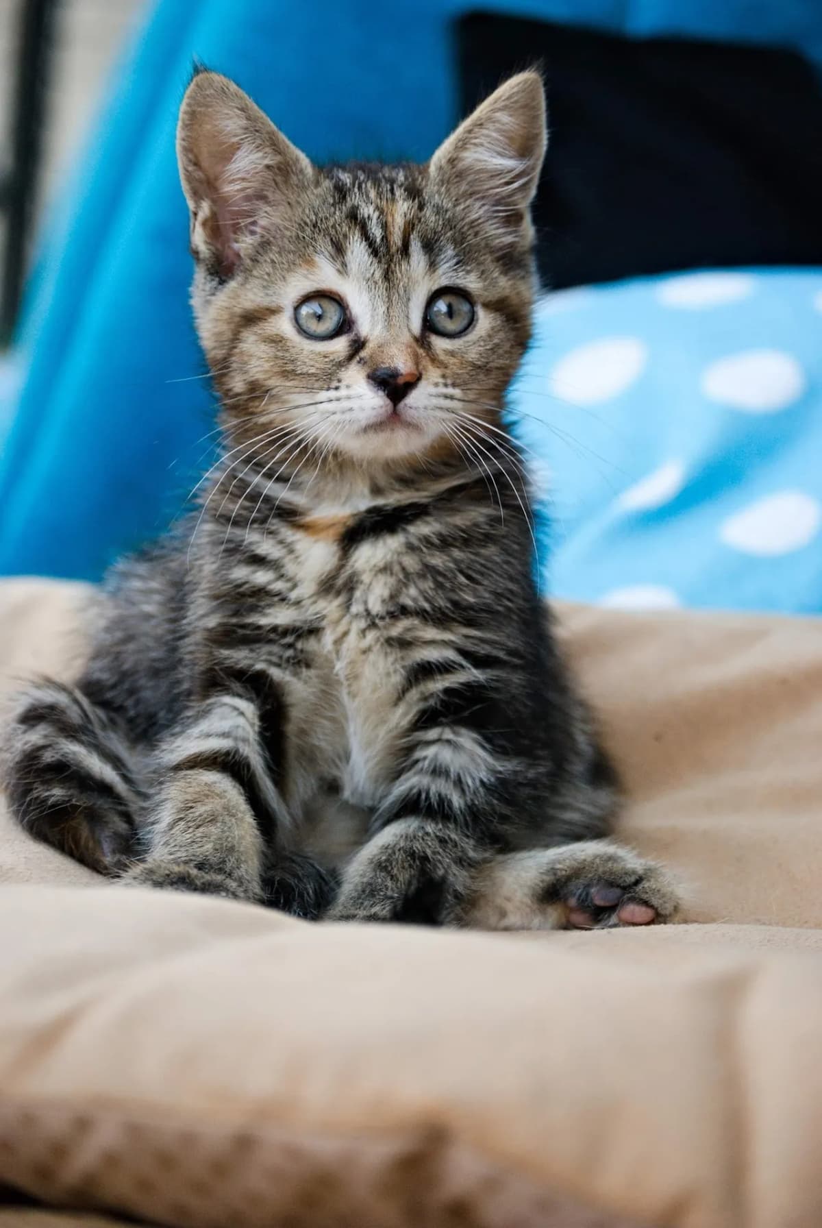 Chaton assis