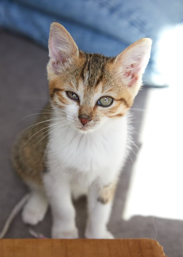 Chat adopté par Nine Lives Paris