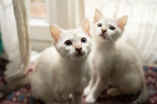 Chat adopté par Nine Lives Paris