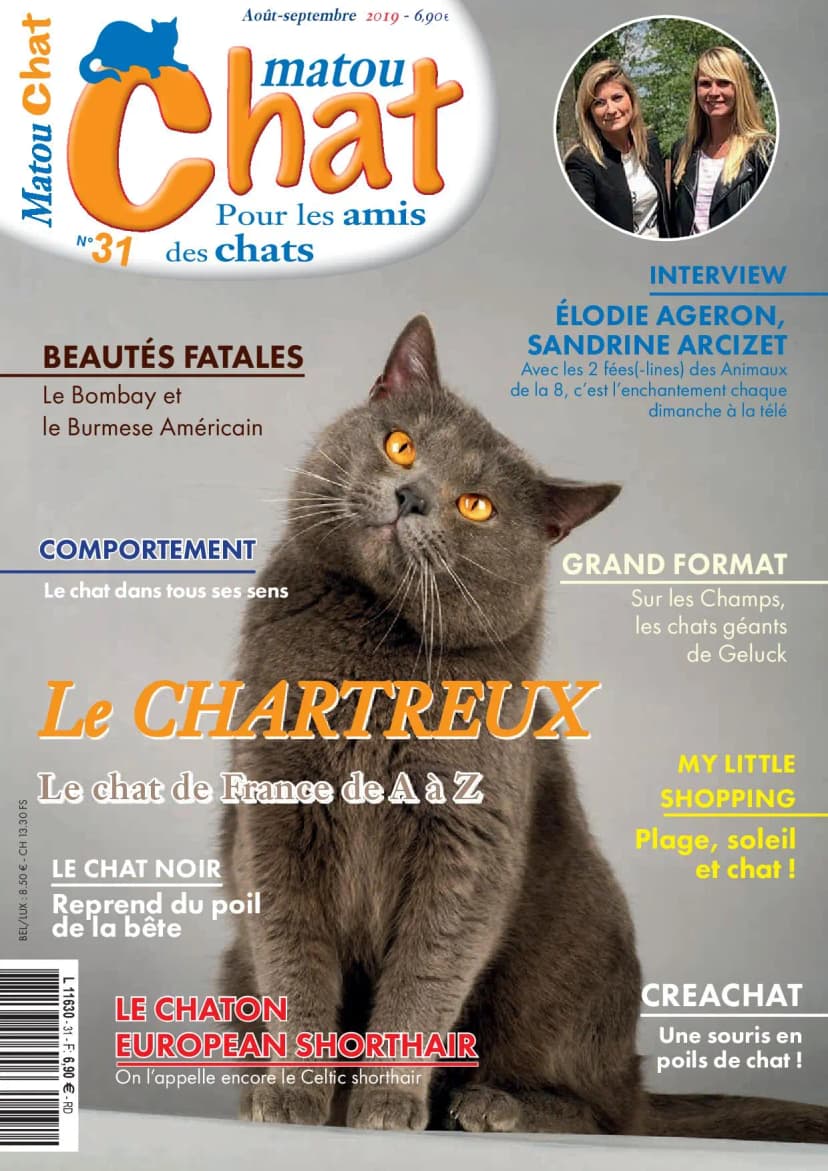 Couverture Matou Chat n° 31