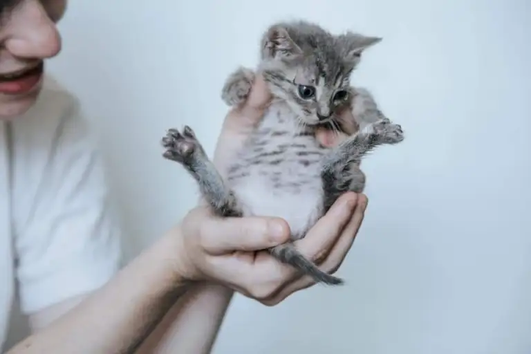 Chaton recueilli