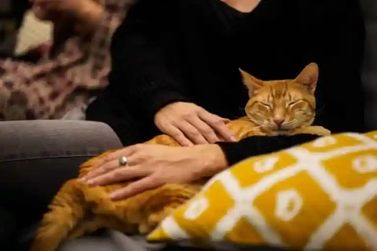 Chat endormi