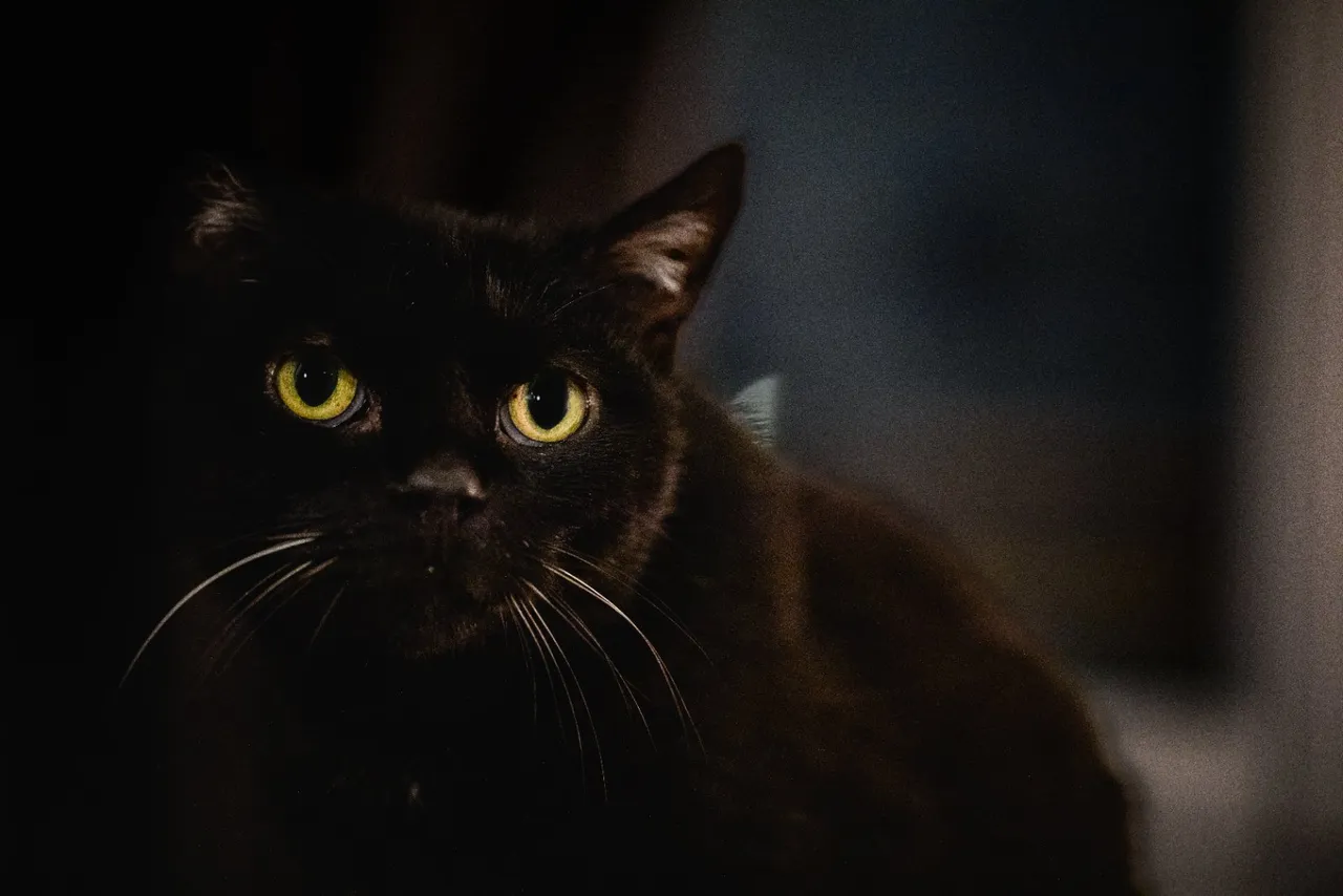 Chat adopté par Nine Lives Paris