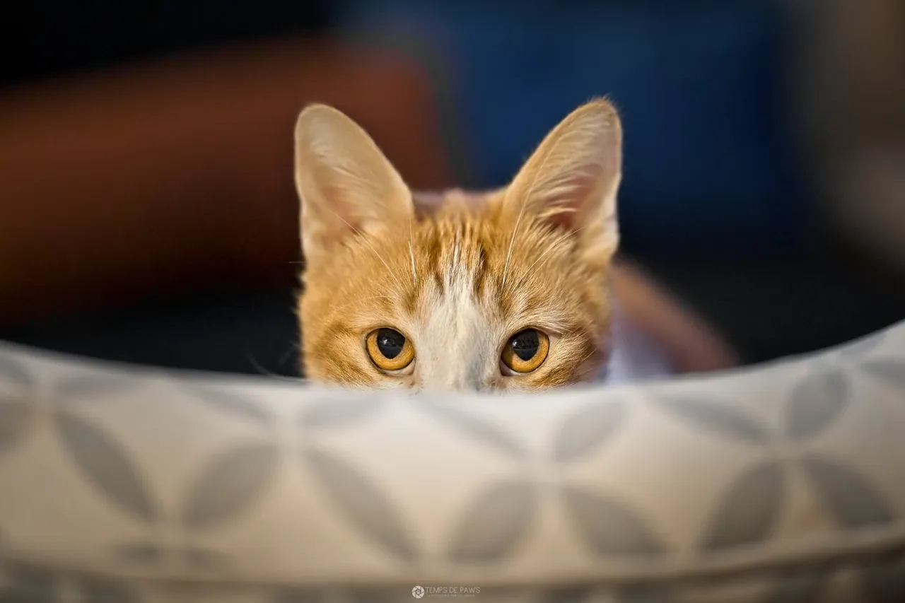 Chat adopté par Nine Lives Paris