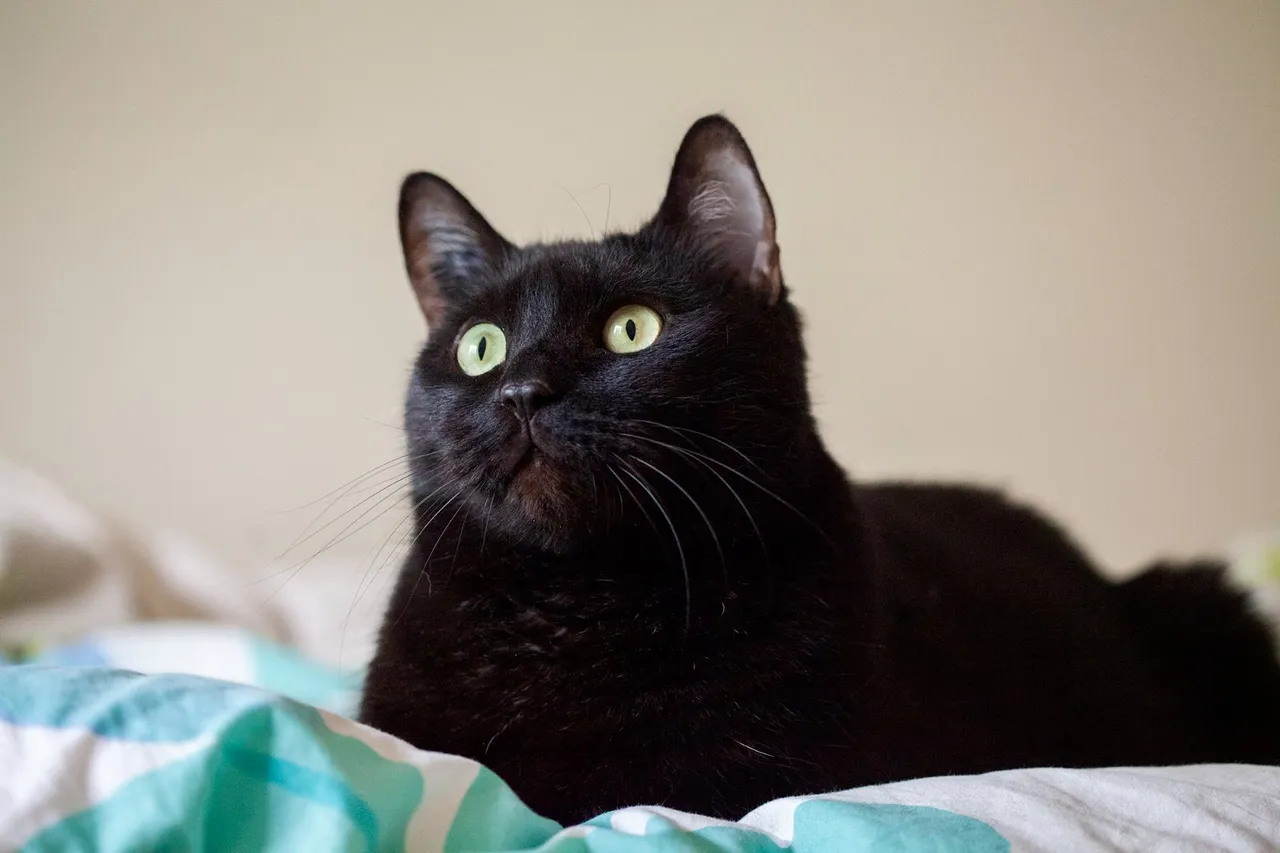 Chat adopté par Nine Lives Paris