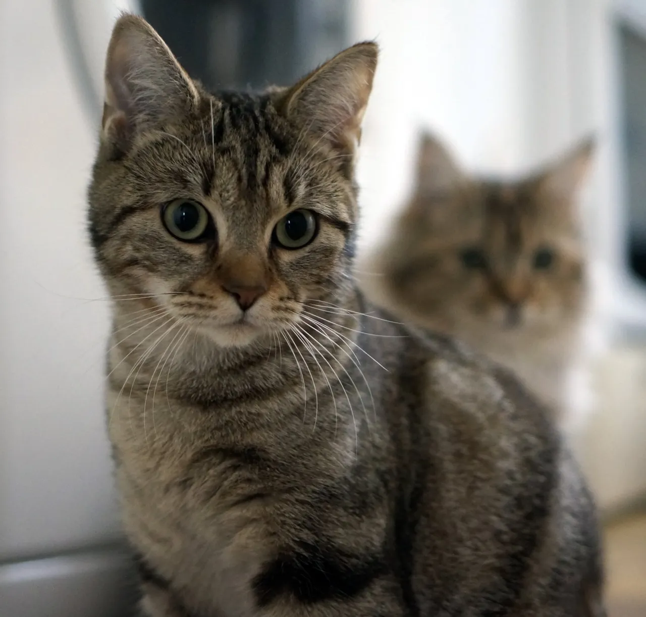 Chat recueilli par Nine Lives Paris
